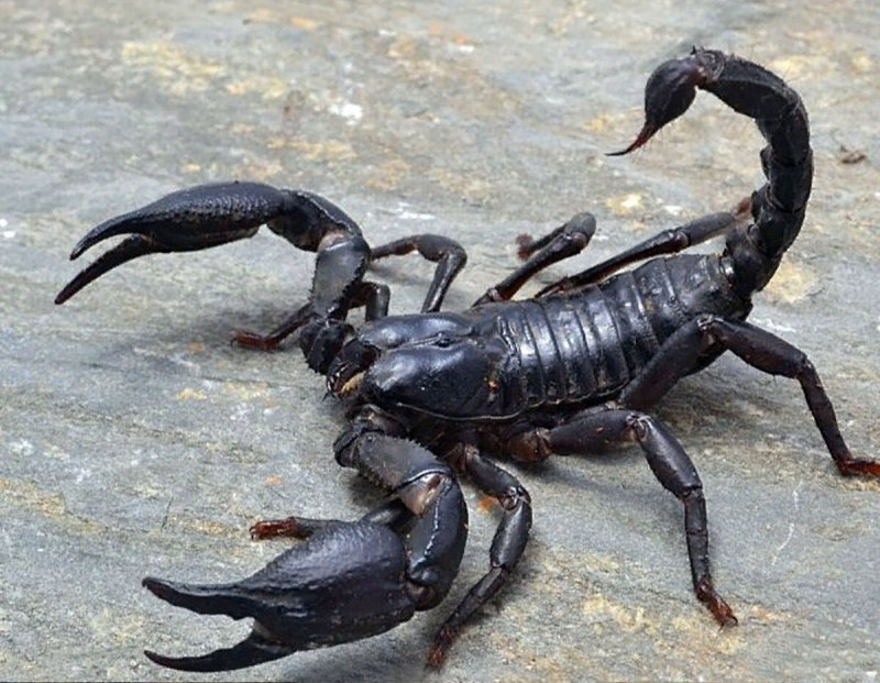 Голубой Императорский Скорпион