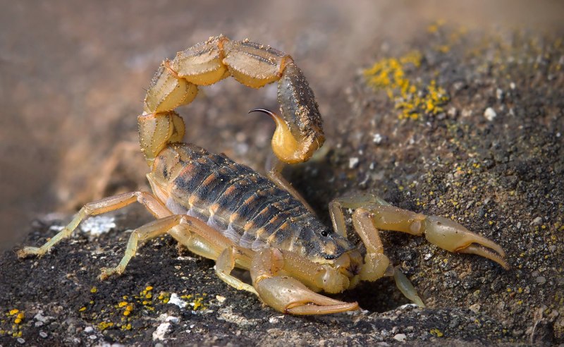 Скорпион Buthus occitanus