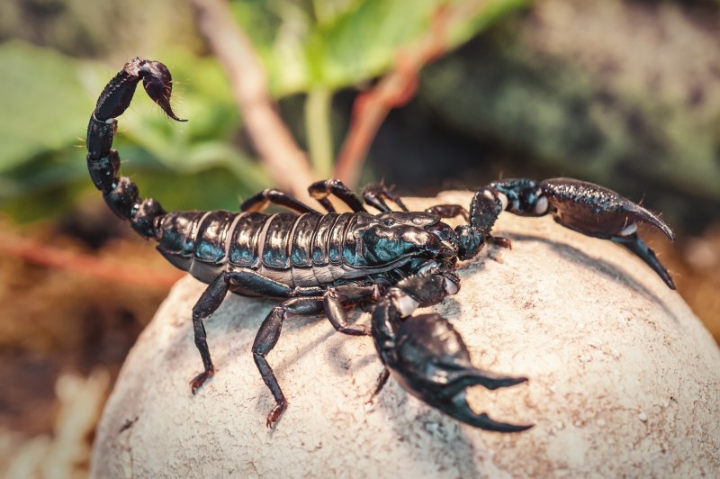 Императорский Скорпион (Pandinus Imperator)
