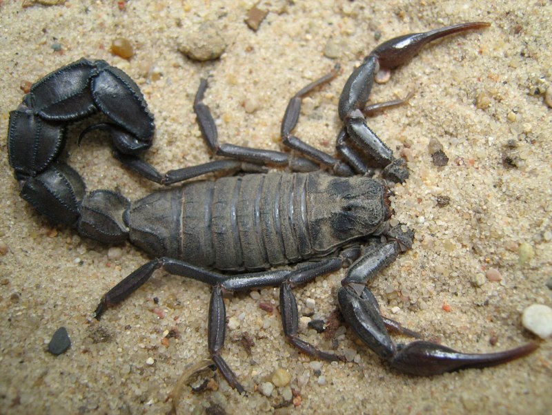 Mesobuthus eupeus