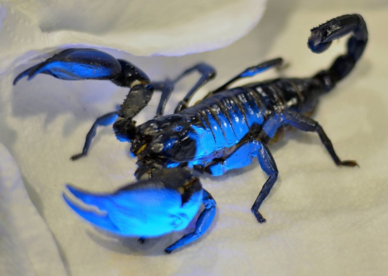 Heterometrus spinifer l1