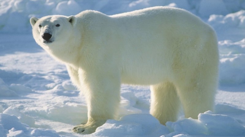 Белый медведь большой (66 фото)