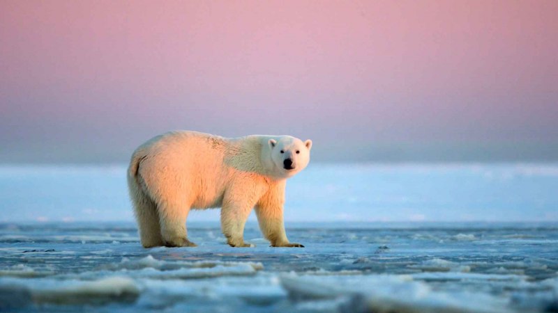 Белый медведь Ursus maritimus