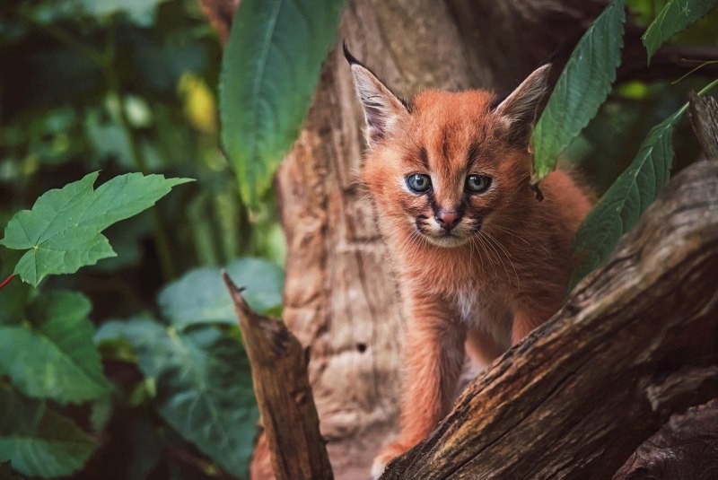 Степная кошка каракал