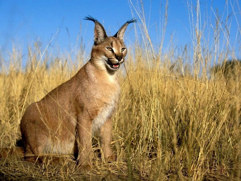 Каракал к5