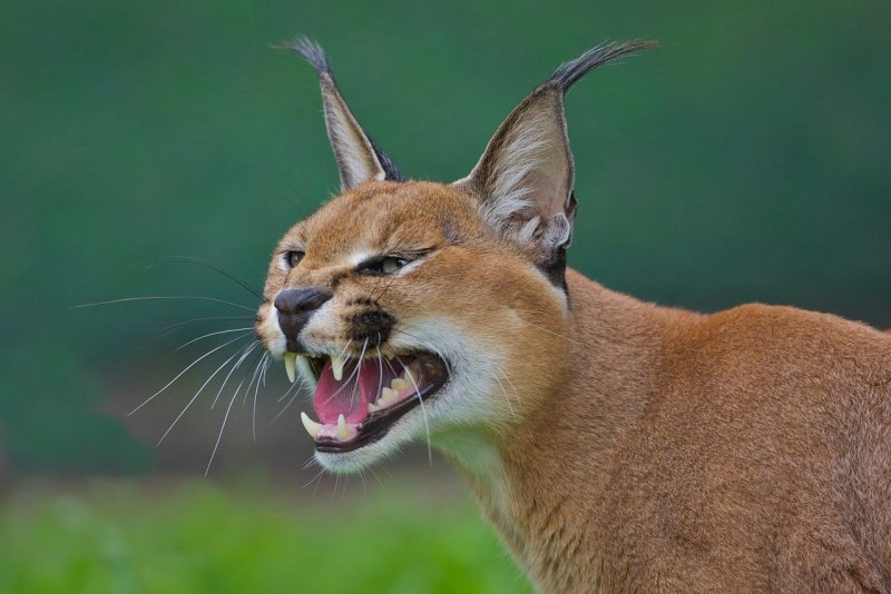 Бенгальский кот каракал