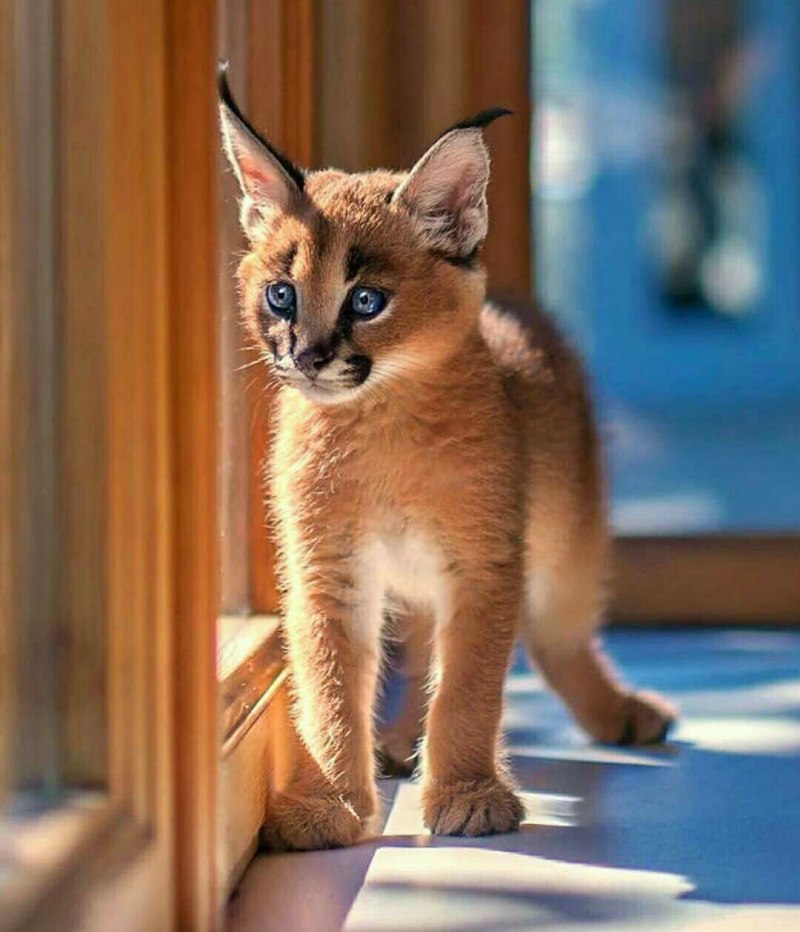 Степной кот каракал