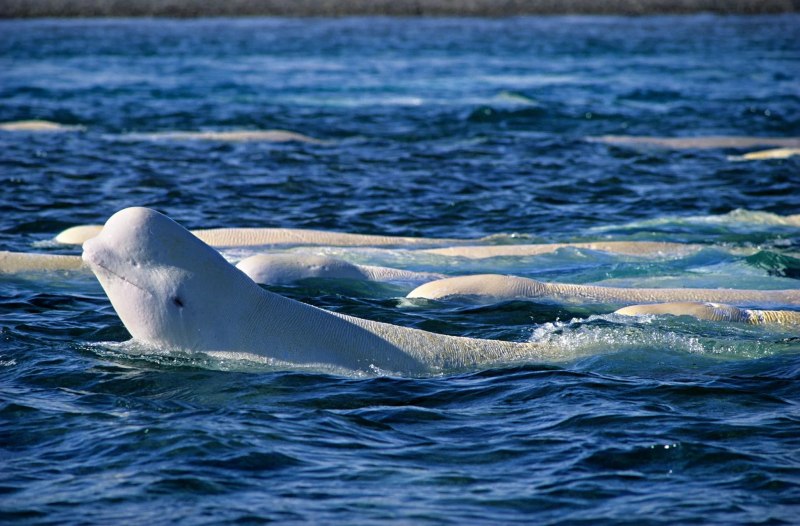 Белуха Delphinapterus leucas