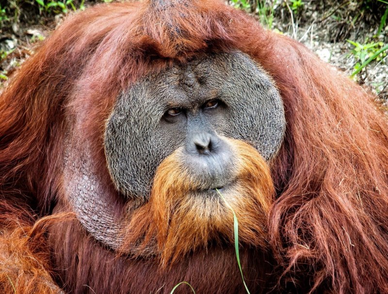 Суматранская обезьяна (63 фото)