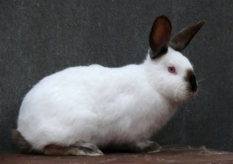 Continental giant Rabbit