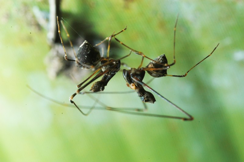 Pelican Spiders (Archaeidae