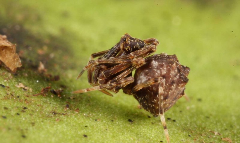 Пауки Stegodyphus lineatus матрифагия