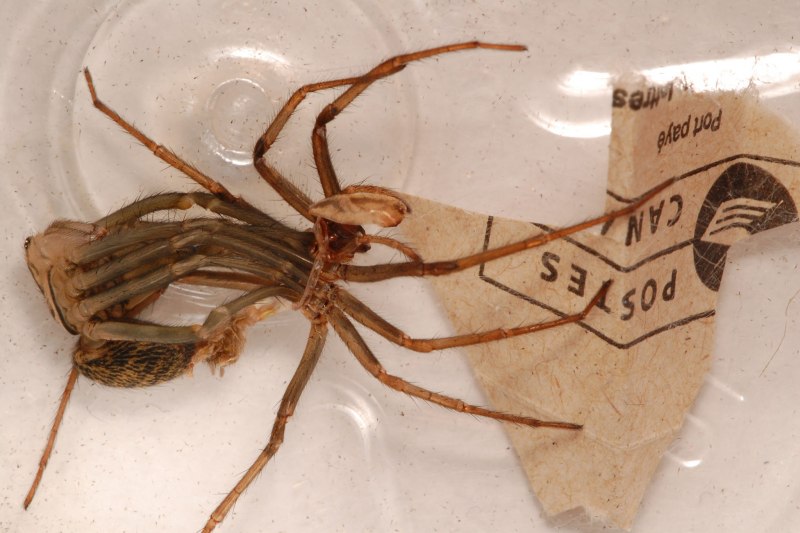 Scorpions Nat geo Wild