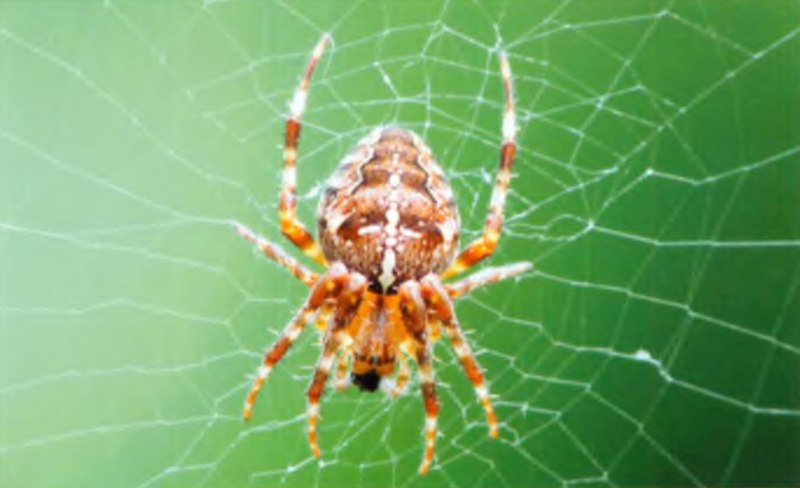 Liphistius Desultor