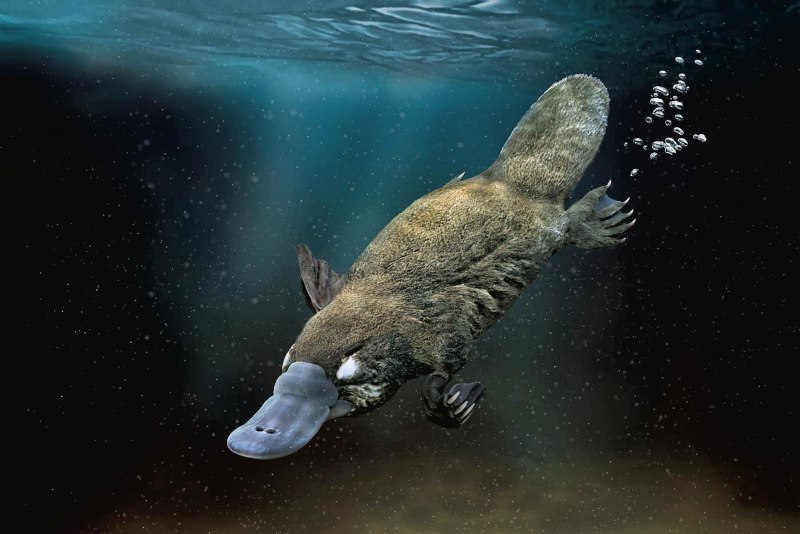 Ornithorhynchus anatinus