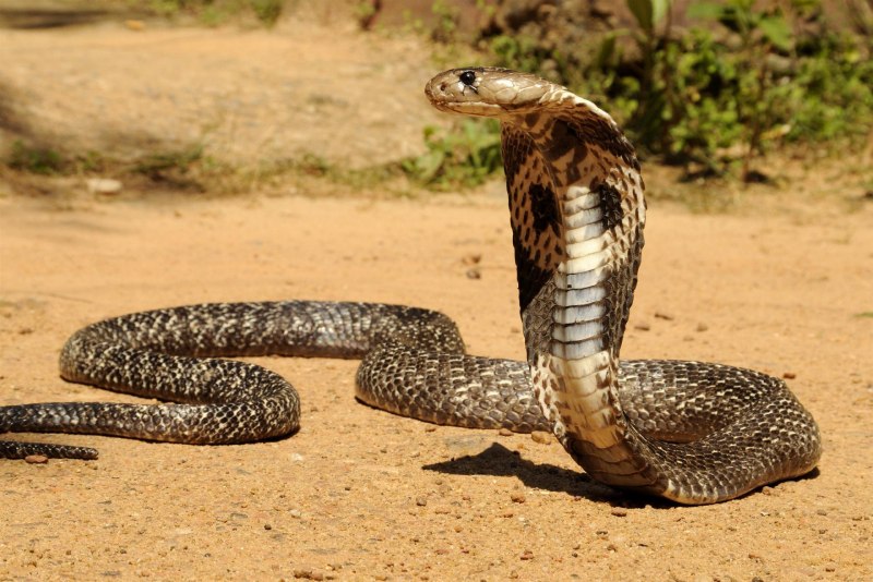 Индийская кобра (56 фото)