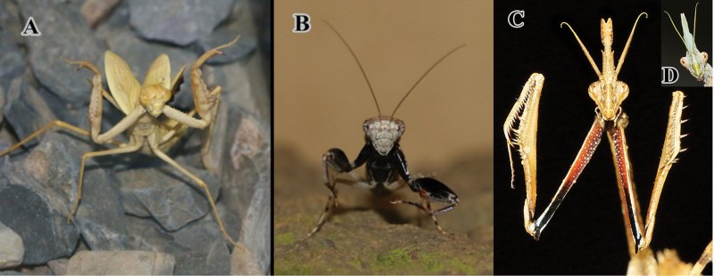 Desert Mantis