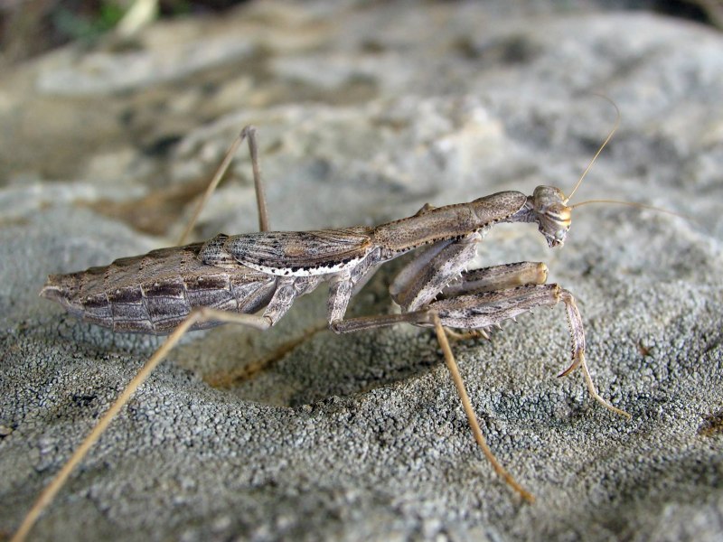 Rivetina Nana