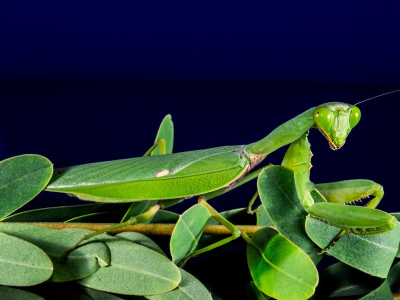 Brachyptera braueri