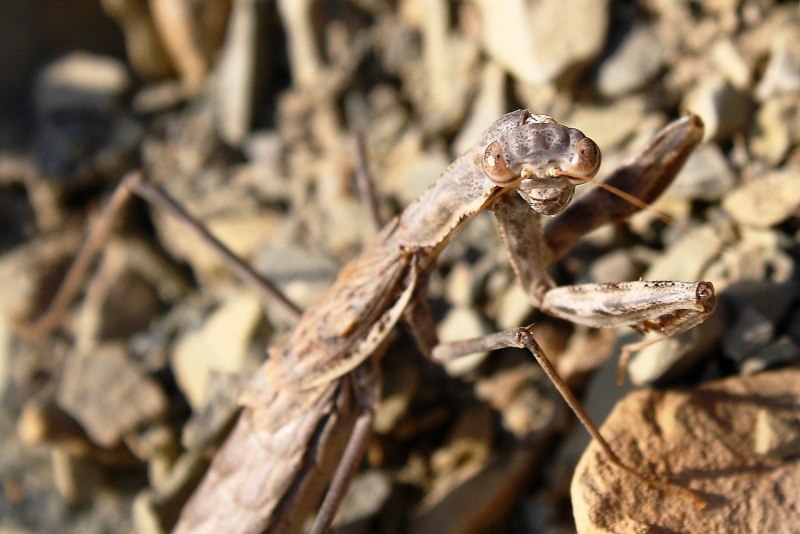 Ischnomantis Gigas богомол