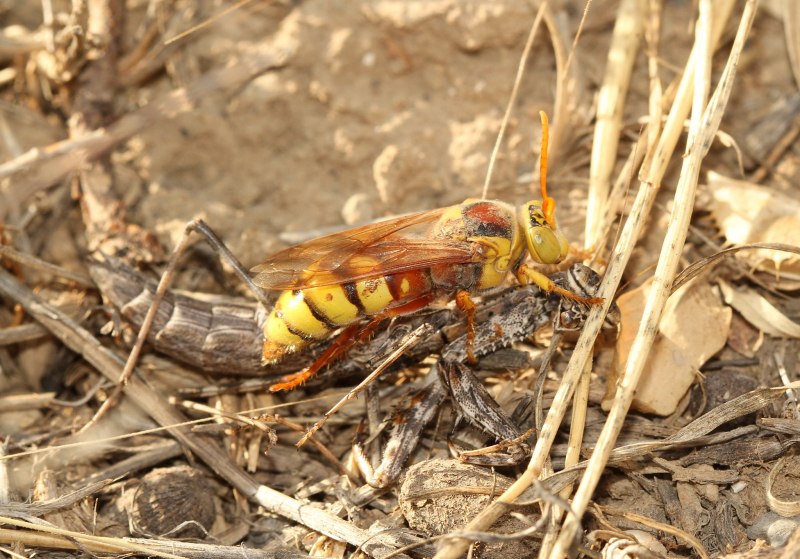 Neottiglossa leporina