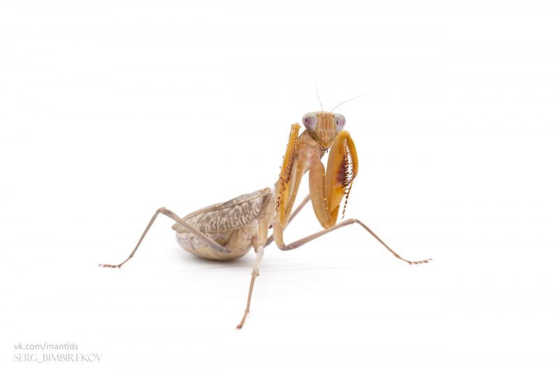Eremiaphila zetterstedti пустынный богомол