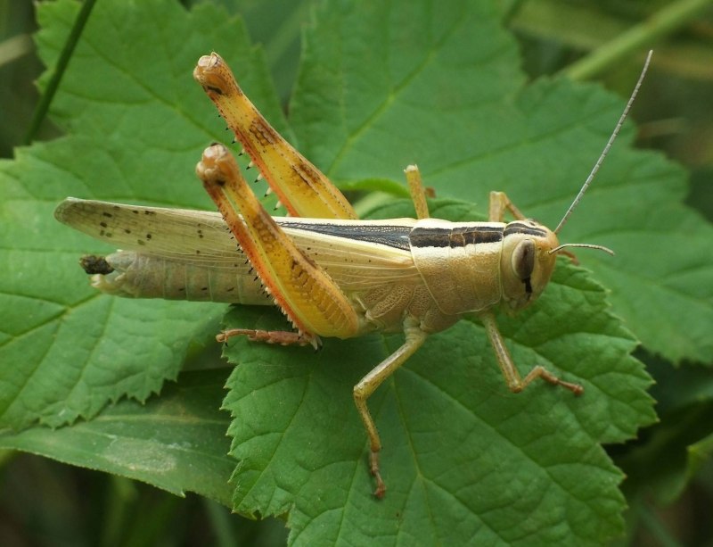 Brunneria subaptera