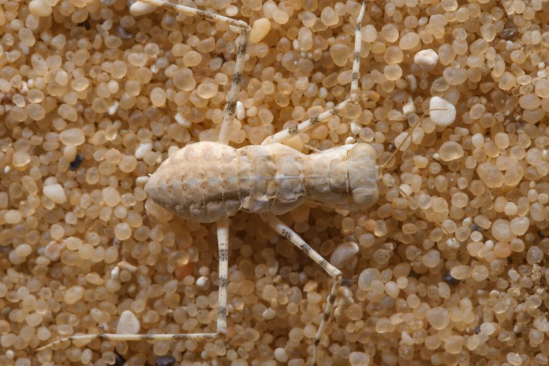 Leptophlebia marginata