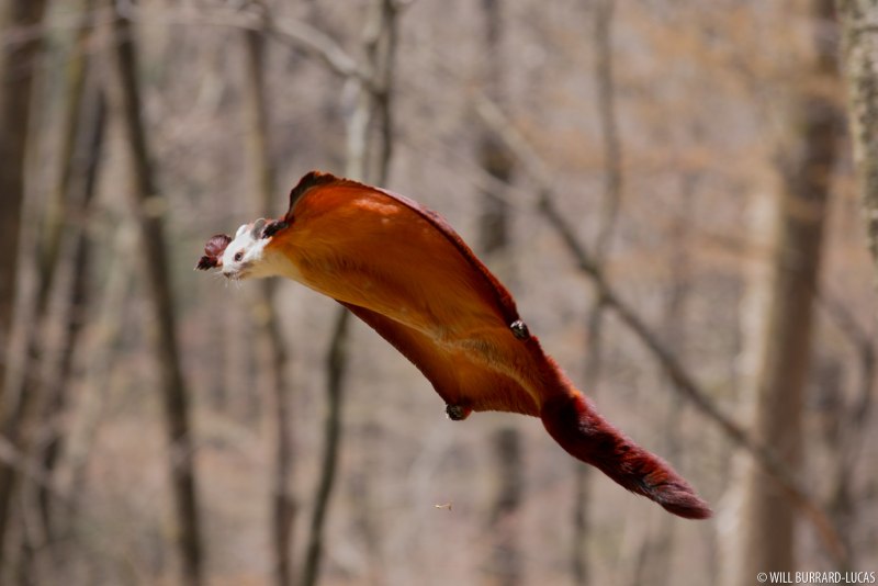 Feeder for Squirrels