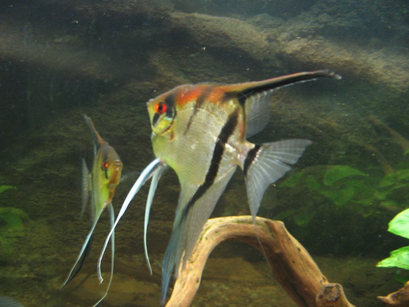 Скалярия пиной (Pterophyllum scalare pinoy)