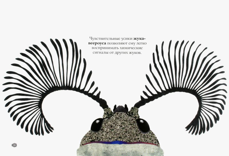 Жук цикада