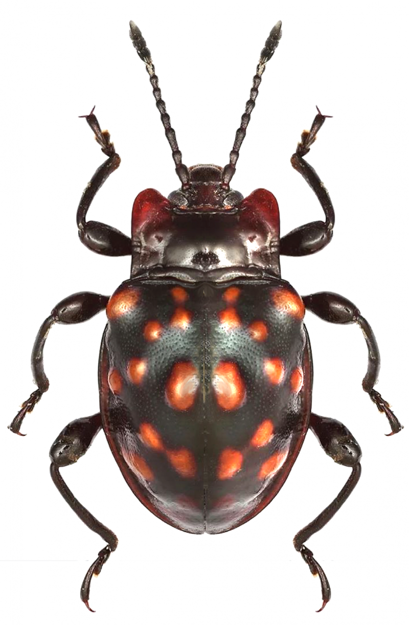 Бразильская Горбатка (Bocydium globulare)