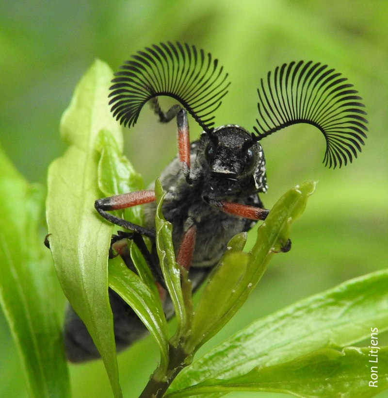 Rhipicera femorata