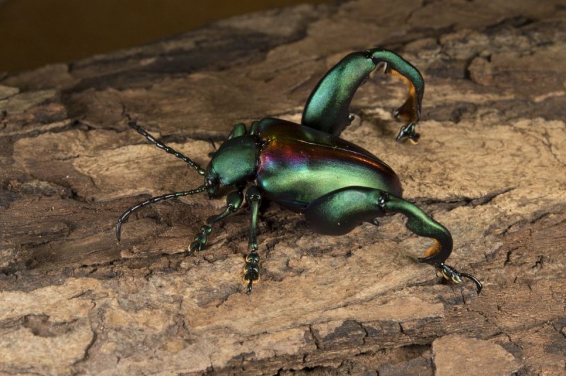 Жук Cyrtotrachelus buqueti