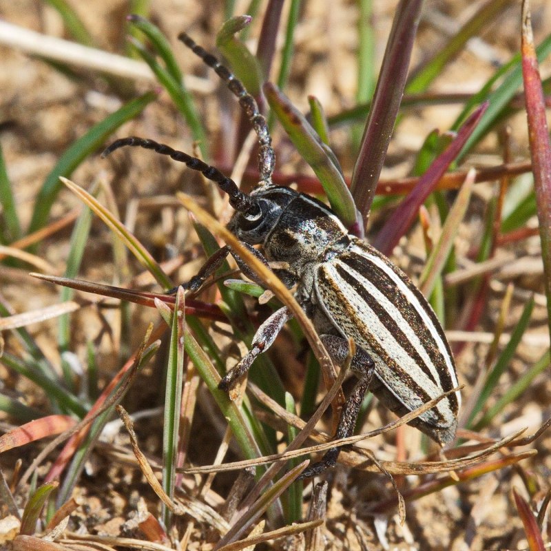 Metoecus paradoxus