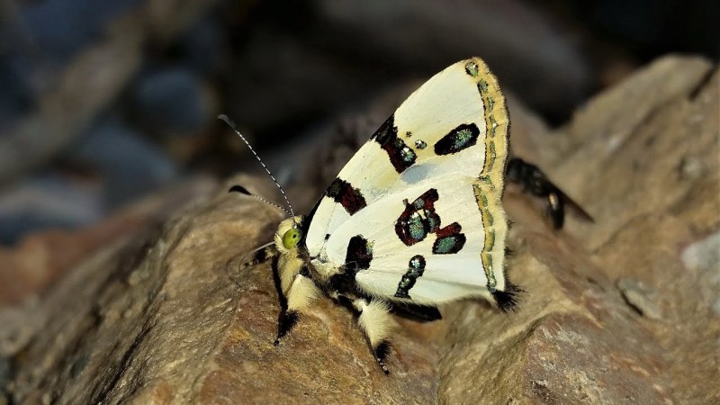 Bolivia Butterfly