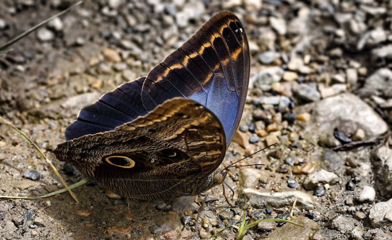 Siproeta epaphus