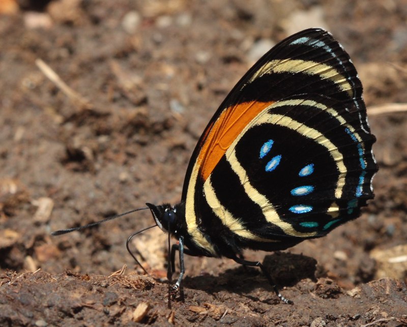 Бабочка Smyrna blomfildia