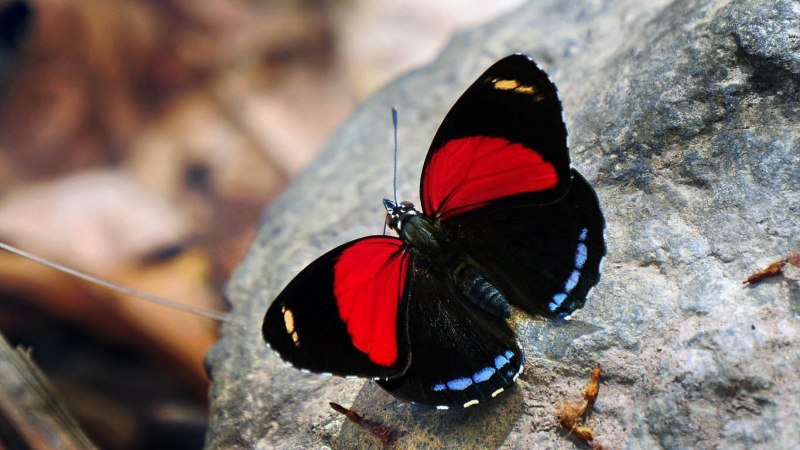Калиго Атрей (Caligo Atreus)
