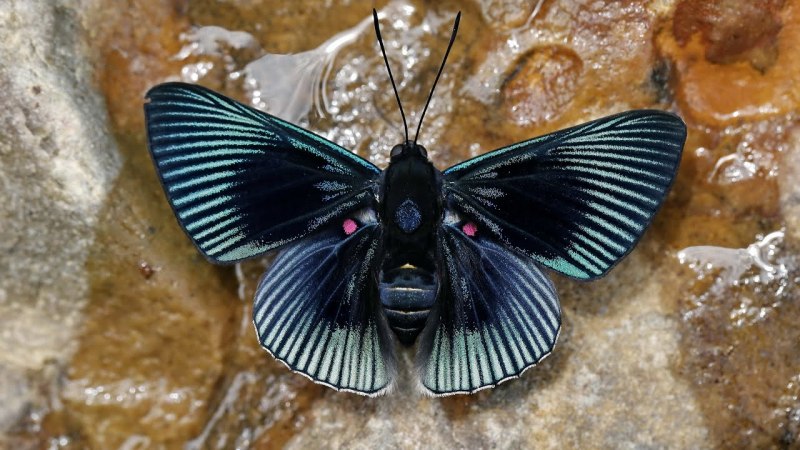 Gross Evolution Butterfly