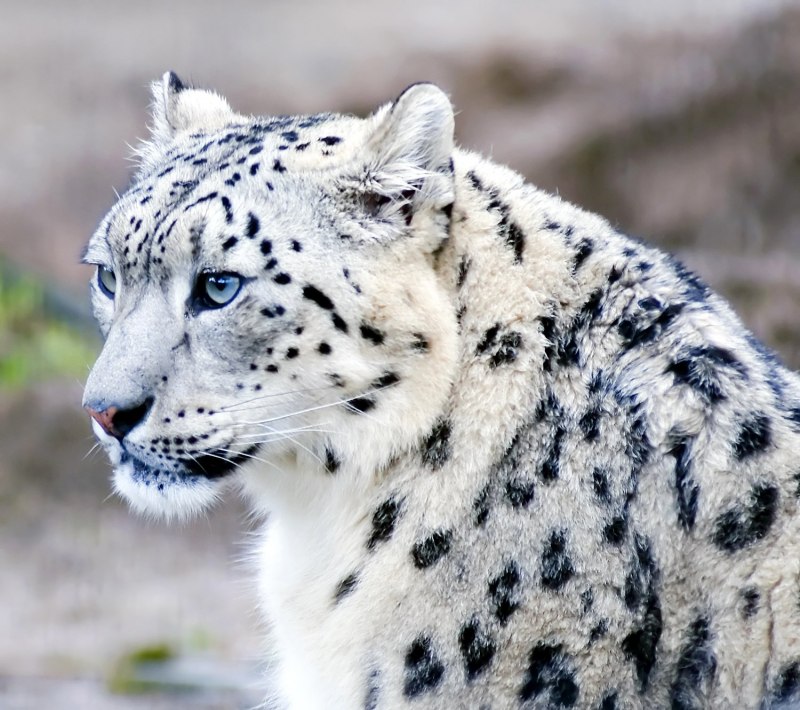 - Снежный Барс (Panthera uncia