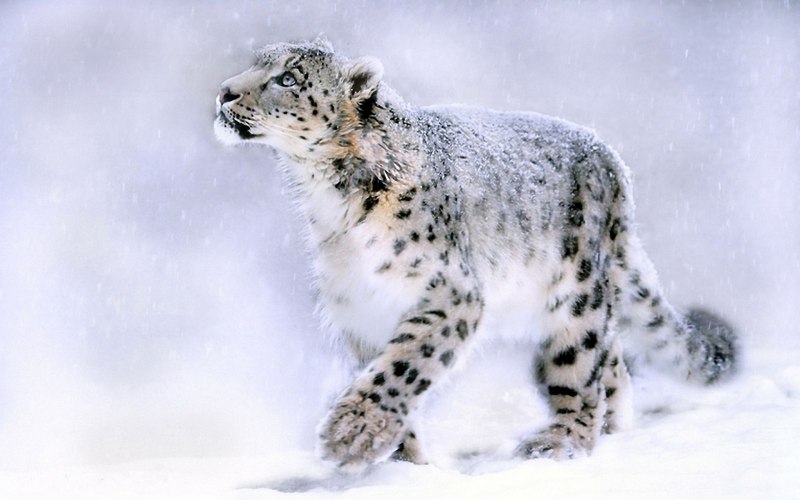 Снежный гепард (50 фото)