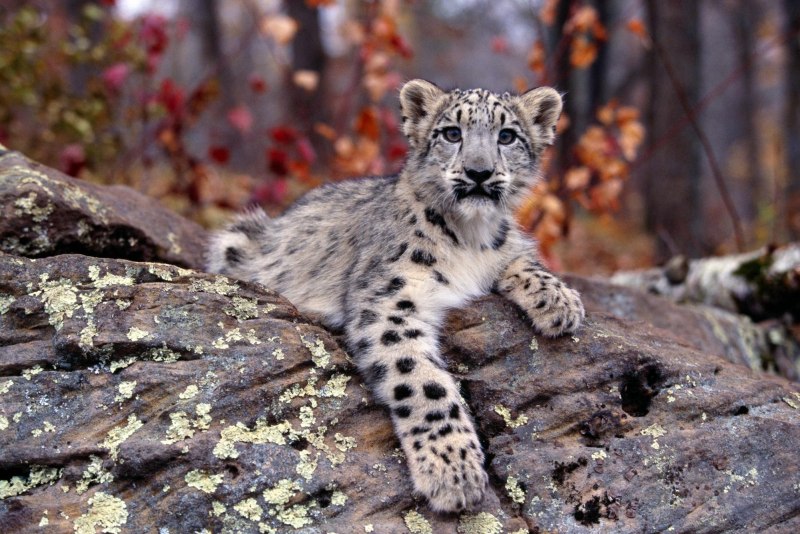 - Снежный Барс (Panthera uncia
