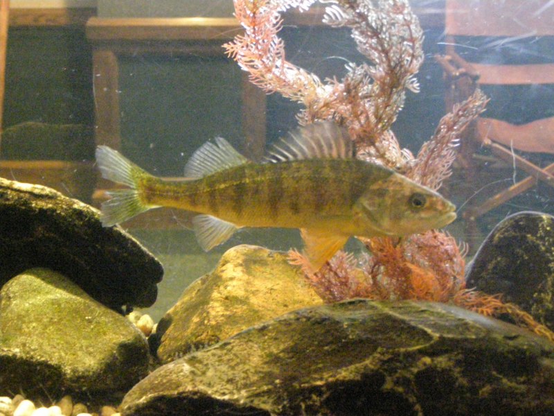 National Geographic рыбки Koi