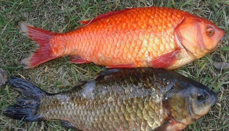 Карась золотой Carassius Carassius