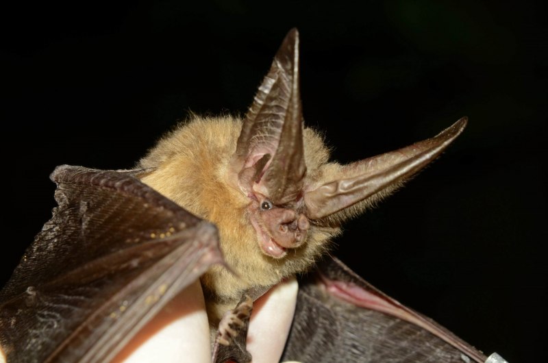 Ушан бурый – Plecotus auritus
