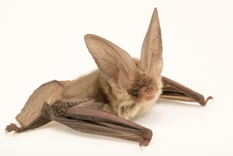 Ушан бурый – Plecotus auritus