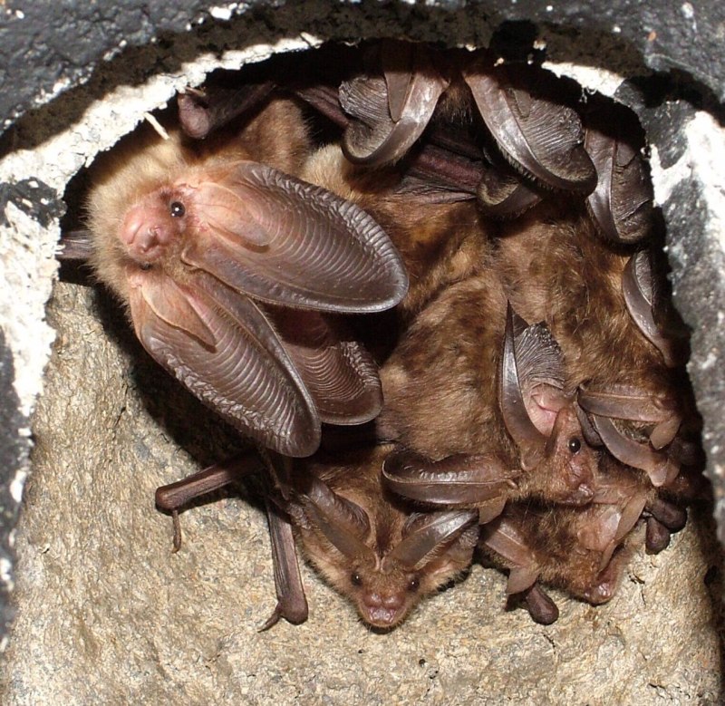 Ушан бурый – Plecotus auritus