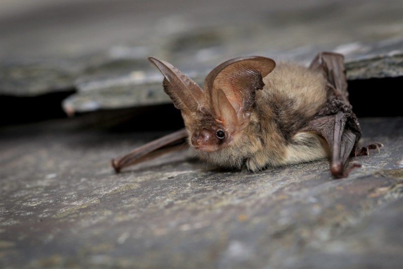 Chrotopterus auritus
