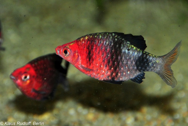 Барбус черный (Pethia nigrofasciata)